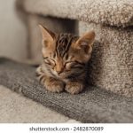 天天综合天天爱天天做 8gwuuopd