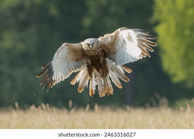 japanese visa japanese visa